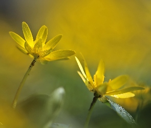 Ziarnopłon Wiosenny, Kwiaty, Żółte
