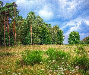 Łąka, Las