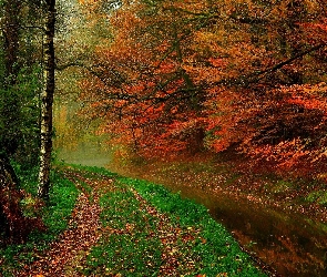 Jesień, Mgła, Las, Rzeka, Brzozy, Liście