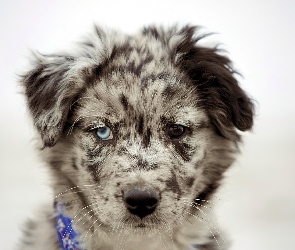 Owczarek australijski-australian shepherd