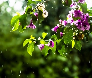 Różowa, Deszcz, Krople, Bugenwilla, Kwiaty