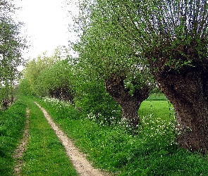 Droga, Ścieżka, Wierzby