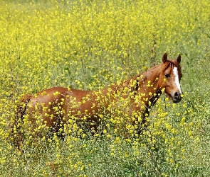 Koń, kwiaty, łąka