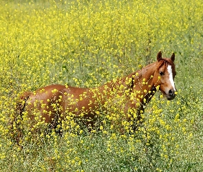 łąka, kwiaty, Koń