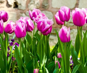 Purpurowe, Tulipany