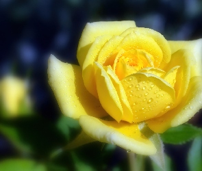Żółta, Krople, Róża