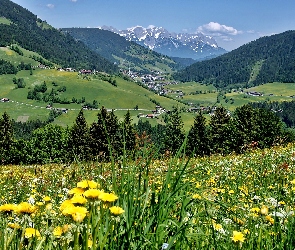 Tyrol, Dolina, Wioska, Lasy, Łąka, Wildschoenau