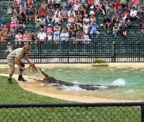 Krokodyli, Irwin, Steve, Australia, Ludzie, Pokazy, ZOO, Łowca