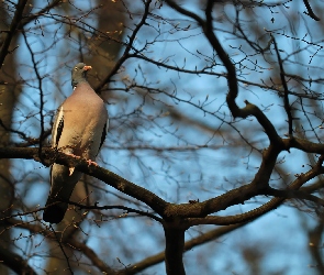 Gołąb, Drzewa, Gałęzie, Grzywacz