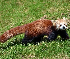 Pandka ruda, Czerwona, Panda, Mała