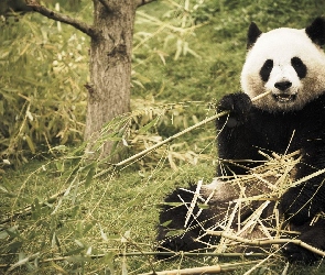 Las, Bambus, Panda