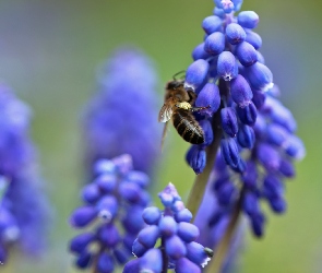 Szafirki, Pszczoła, Kwiaty, Niebieskie