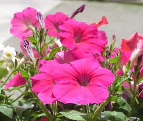 Różowa, Petunia ogrodowa