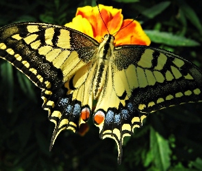Motyl, Piękny