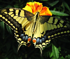 Piękny, Motyl