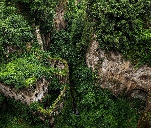 Skały, Ruiny, Drzewa