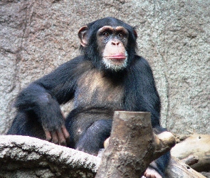 Zoo, Szympans