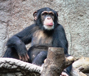 Szympans, Zoo