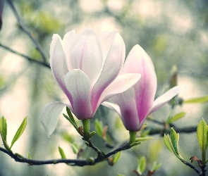 Magnolia, Kwiat, Różowy