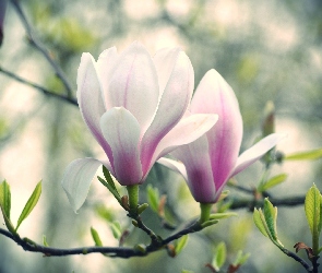 Różowy, Kwiat, Magnolia