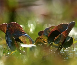 Liście, Bokeh
