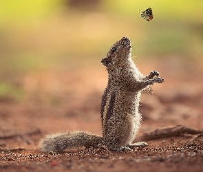 Chipmunk, Motylek, Wiewiórka