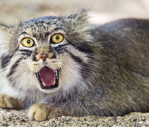 Dziki, Kot, Manul
