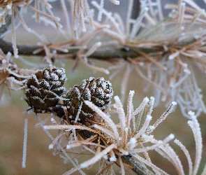 Gałązka, Szyszki, Sosny