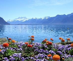 Jezioro, Kwiaty, Kwitnące, Góry