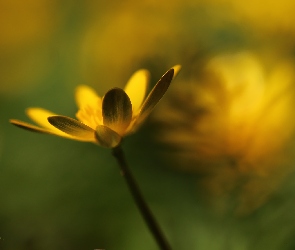 Żółty, Kwiat, Ziarnopłon Wiosenny