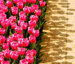 Tulipany, Cienie, Różowe