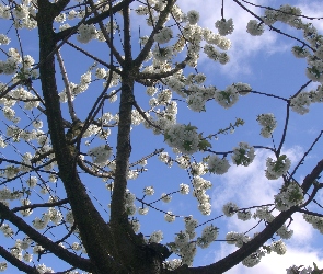 Owocowe, Drzewo, Chmury, Kwiaty, Białe, Niebo, Czereśnia