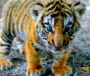 Tygrys, Mały