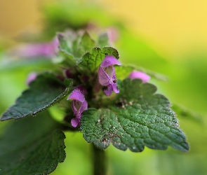 Jasnota purpurowa