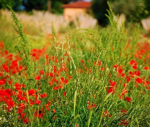 Trawa, Łąka, Maki