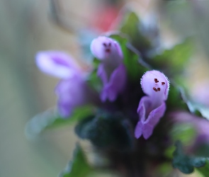 Fioletowe, Kwiaty, Jasnota Purpurowa