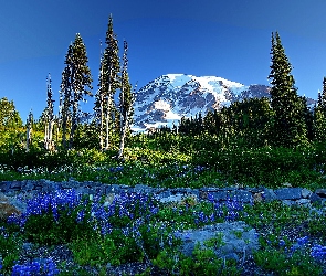 Góry, Kwiaty, Drzewa, Niebieskie, Kamienie