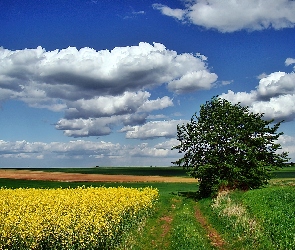 Łubin, Kwitnący, Droga, Pola, Drzewo, Obłoki