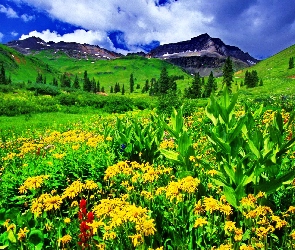 Góry, Kwiatki, Łąka