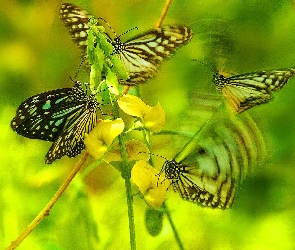 Motyle, Kwiaty, Grafika