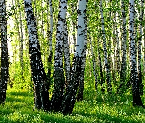 Światło, Przebijające, Brzozowy, Zagajnik
