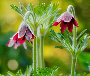 Sasanka, Makro, Czerwona