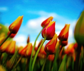 Tulipany, Niebo