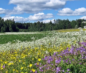 Obłoki, Łąka, Las, Kwietna