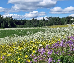 Las, Obłoki, Łąka, Kwietna