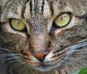 Oczy, Ocicat, Kot, Rasy