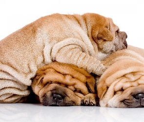 Shar Pei, Szczeniaki