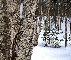 Śnieg, Las