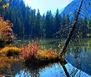 Las, Drzewo, Jezioro, Uschnięte