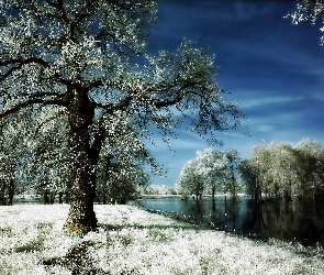 Drzewa, Śnieg, Rzeka